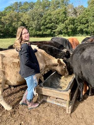 Feeding cows 